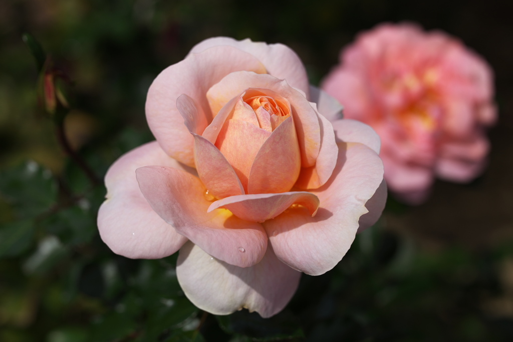 秋の薔薇♪5