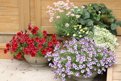 初夏のフラワーパーク♪3