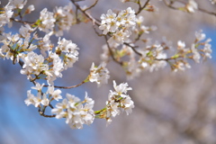 天平の花まつり♪2