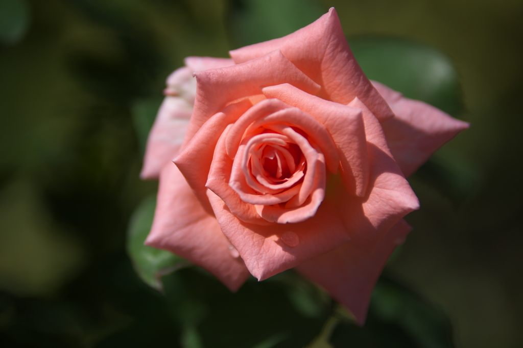 秋の薔薇・とちぎ花センター♪5