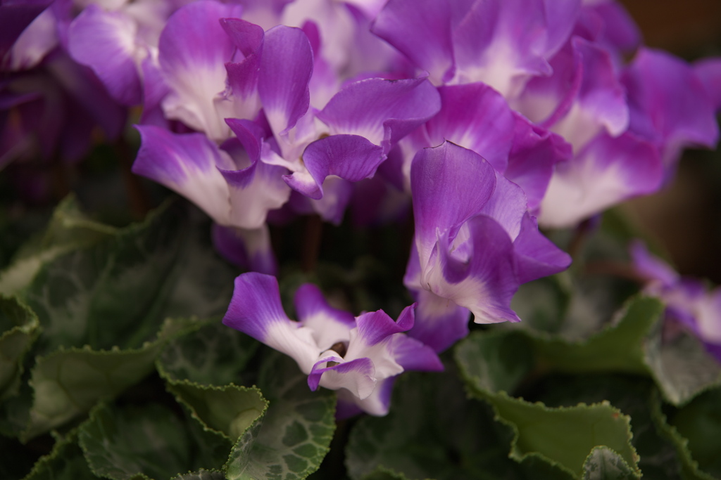 冬の花♪5