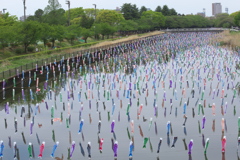 鶴宇田川の鯉のぼり♪1