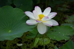世界の蓮♪3
