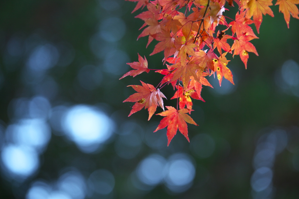 紅葉・金剛山瑞峯寺♪1