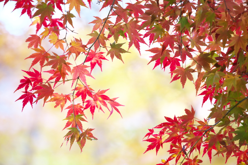 紅葉の頃・富弘美術館♪11