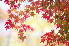 紅葉の頃・富弘美術館♪11