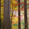 紅葉・古峯園♪9