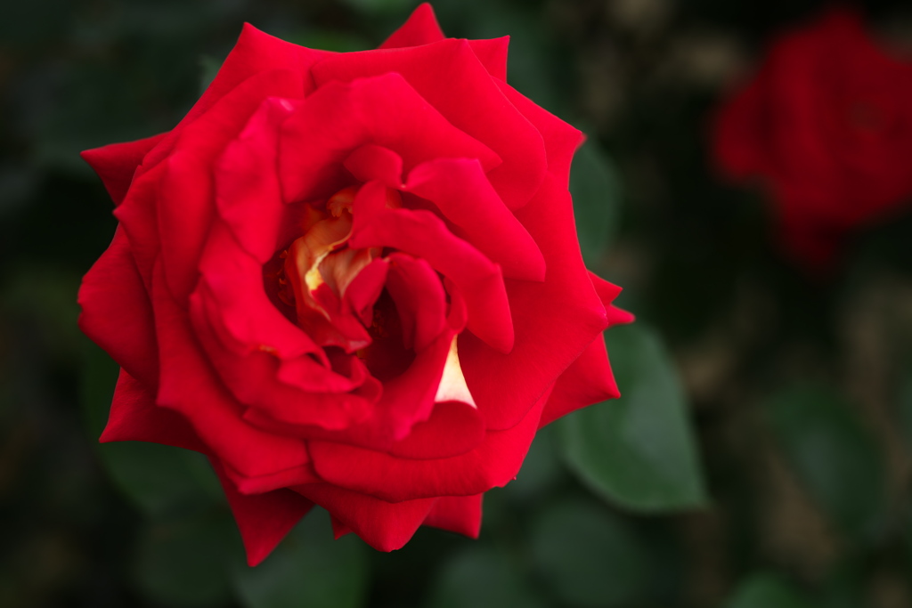 薔薇香る頃♪4
