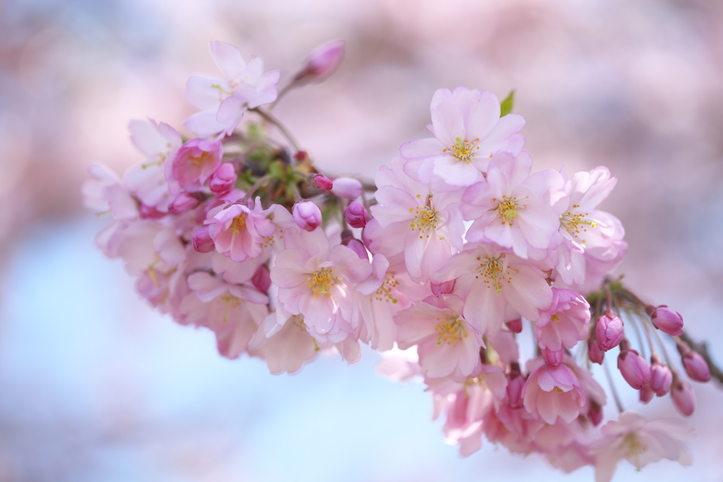 思川桜♪3