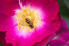 井頭公園の薔薇♪3