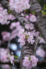 思川桜♪3