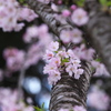 思川桜♪3