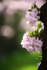 思川桜♪5