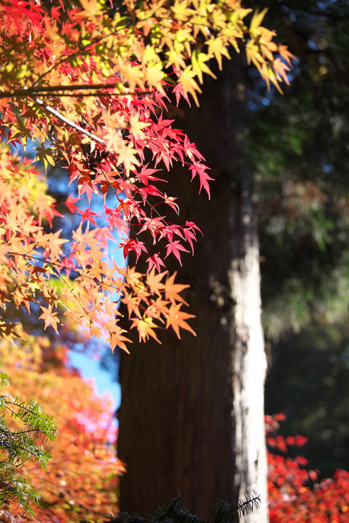 紅葉・日光Ⅱ♪4