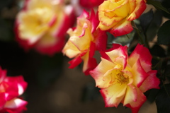 敷島公園の薔薇♪7