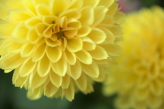 ダ・リ・ア ♪17