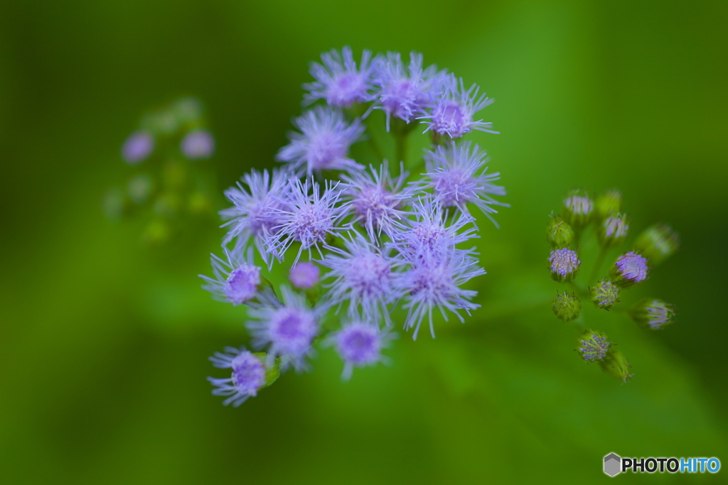 花之江の郷★夏♪7