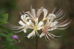 晩夏の花農場♪4