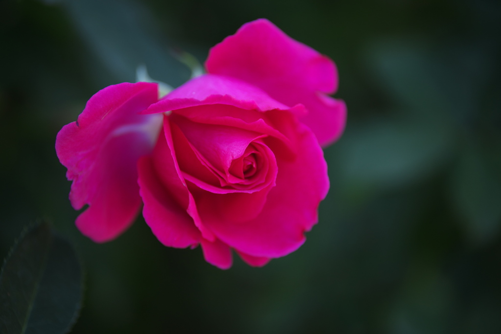 さよならを言う前に♪1