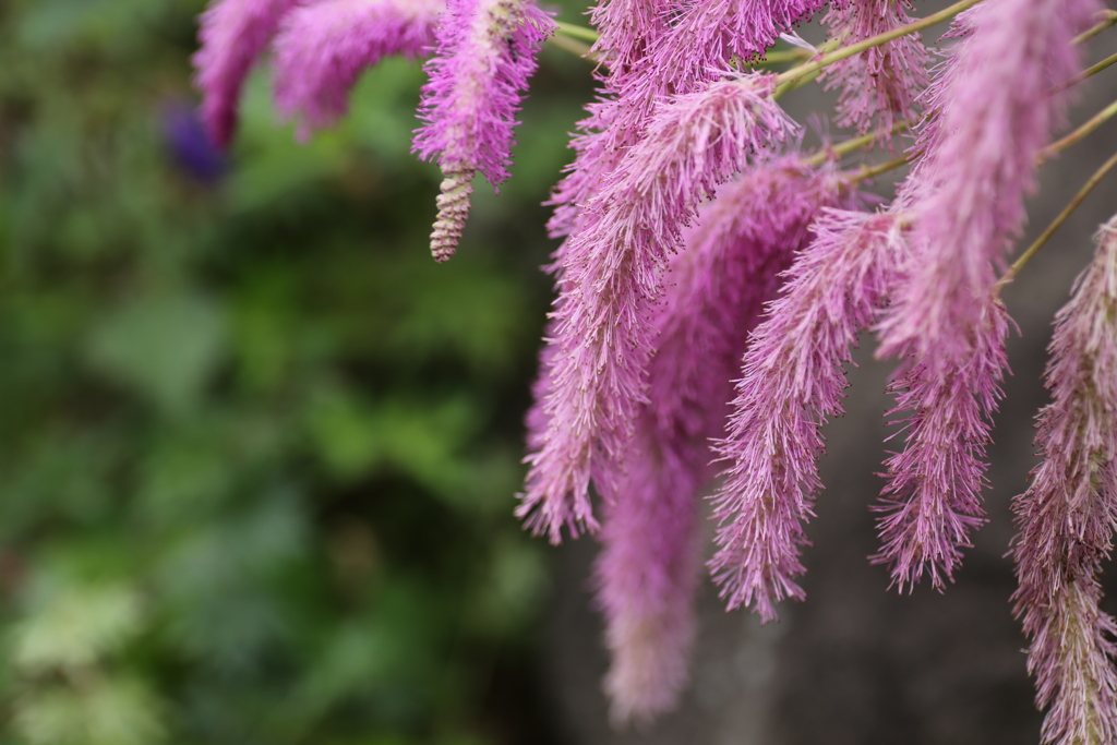 フラワーパークの夏♪13