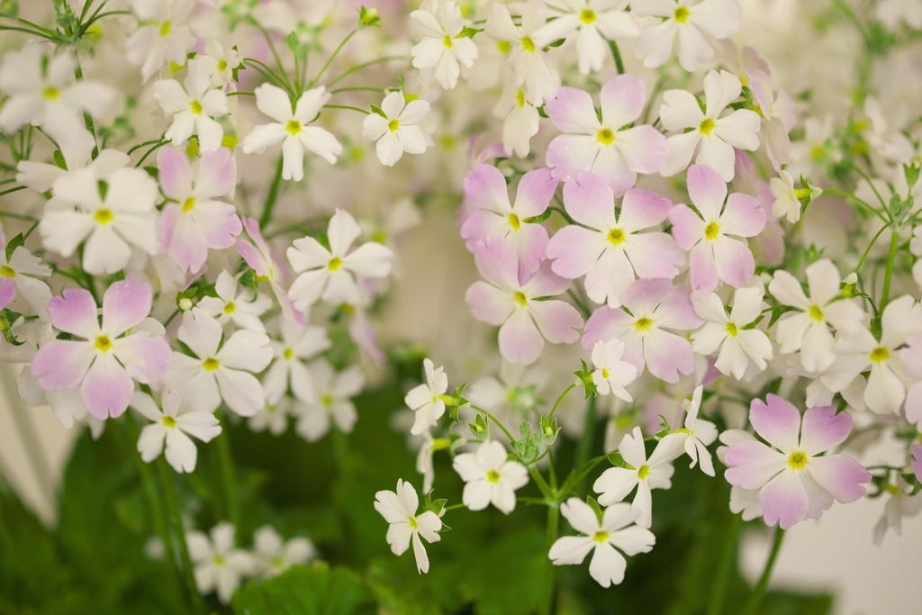 花と苺のフェスティバル♪9