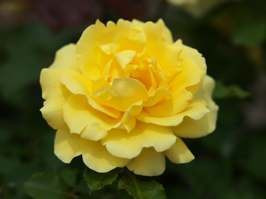 春の薔薇♪7