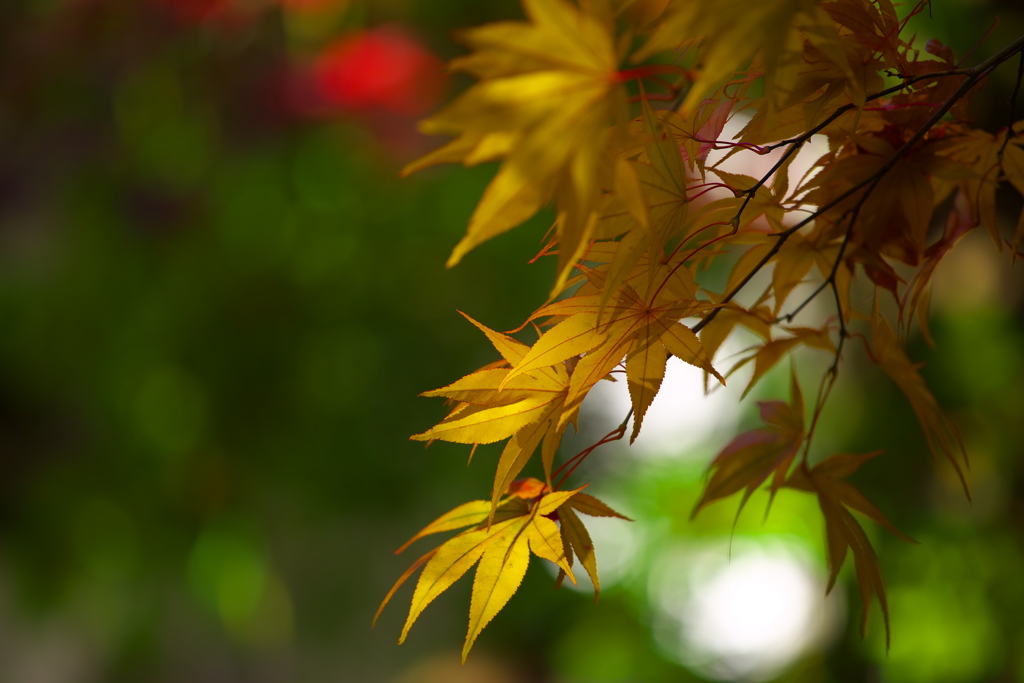 紅葉・逍遥園♪5