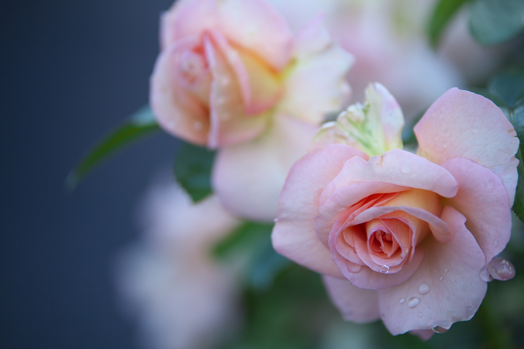 雨の日の薔薇♪3