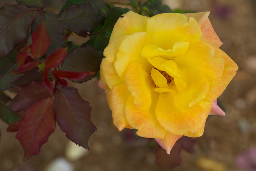 秋の薔薇♪1