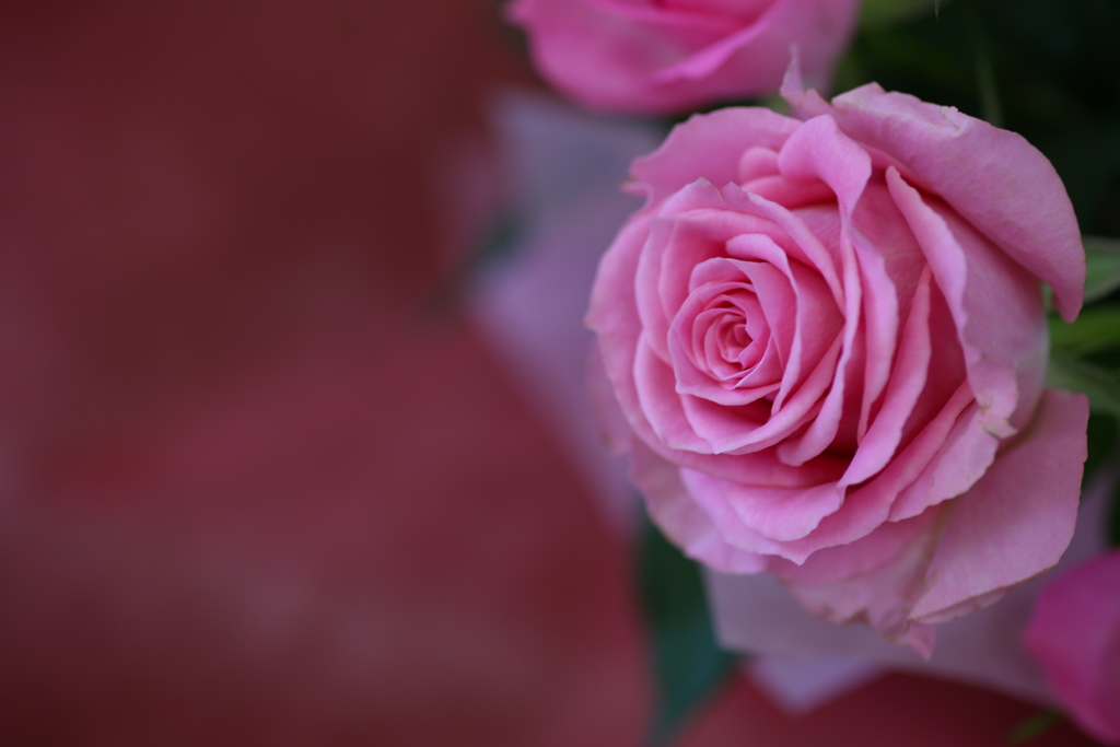 ほほえみの薔薇♪3