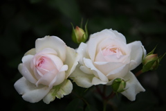 想い出の薔薇♪4