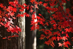 紅葉・古峯園♪5