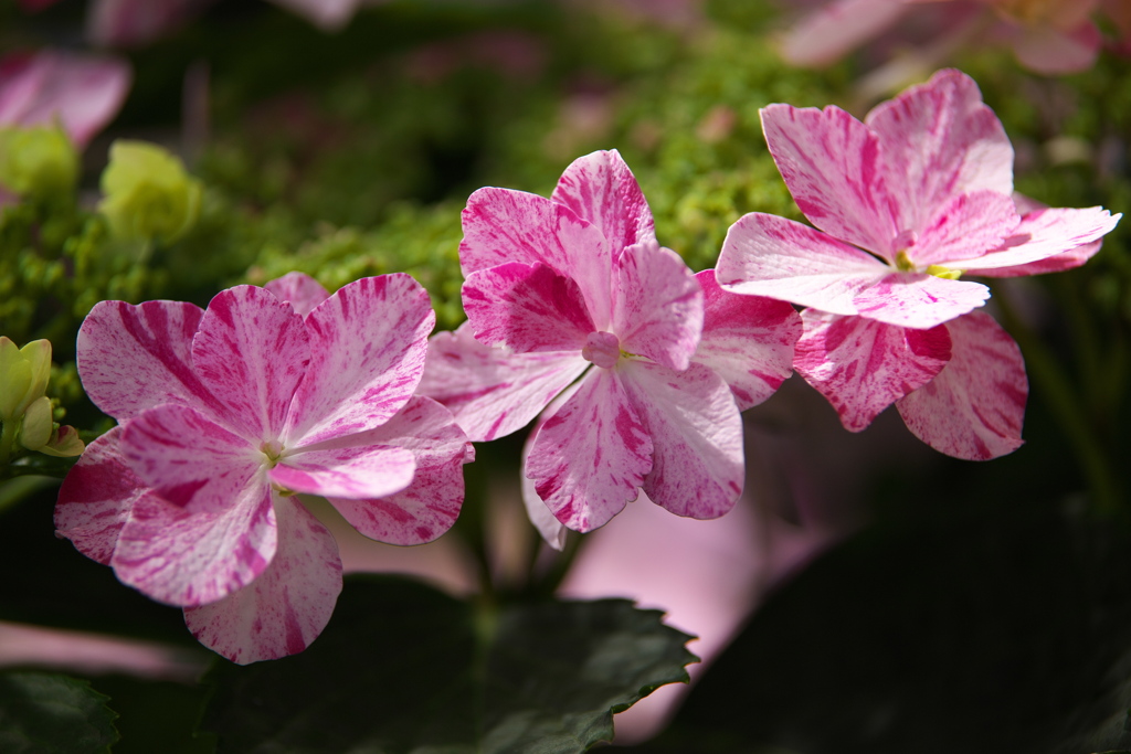 紫陽花の夢♪7