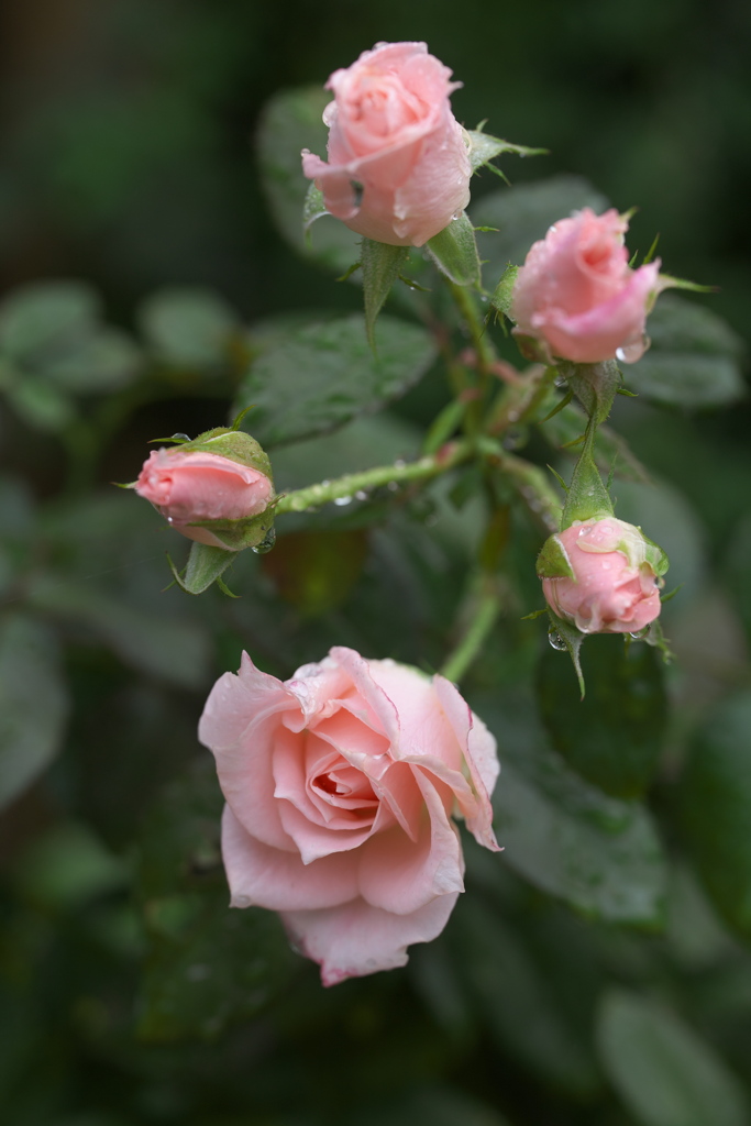 雨の日の薔薇♪2