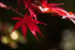 紅葉・逍遥園♪6