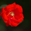 秋の薔薇♪13