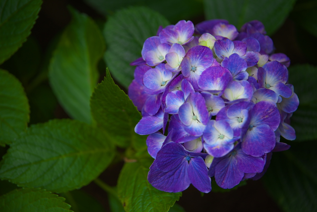 紫陽花・とちぎ花センター♪1