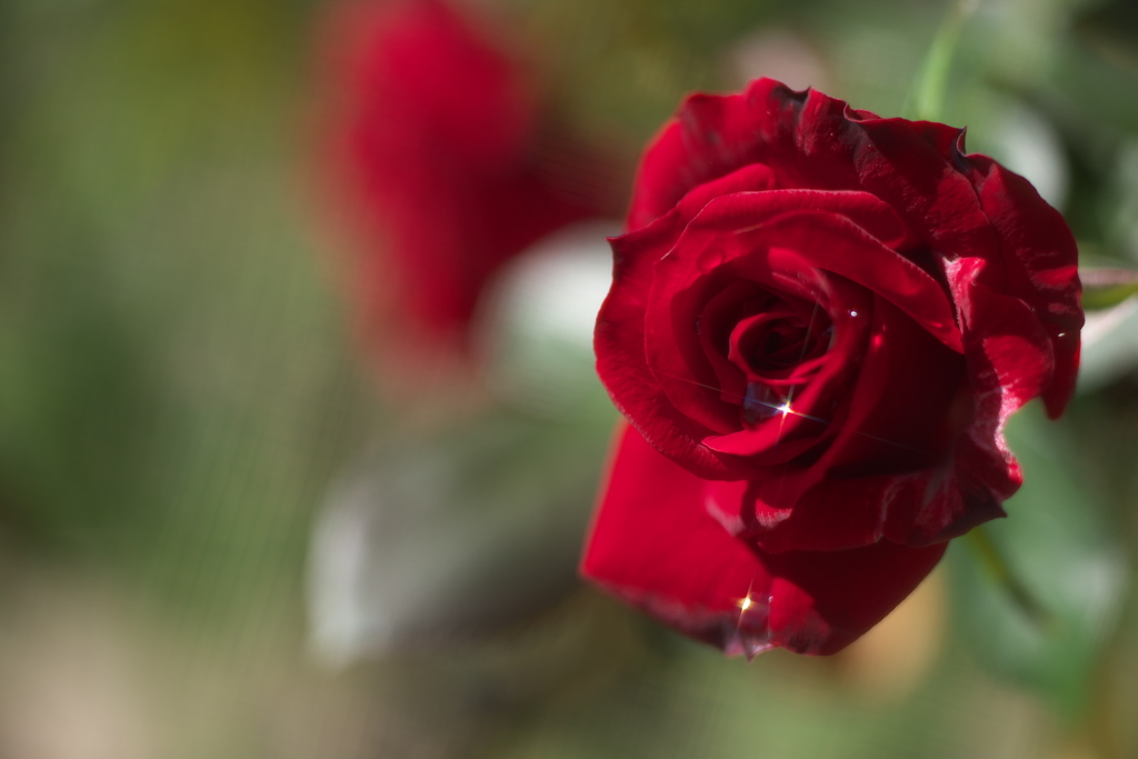 秋の薔薇・敷島公園♪8