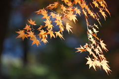 紅葉の頃・富弘美術館Ⅱ4