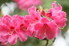 石楠花♪1