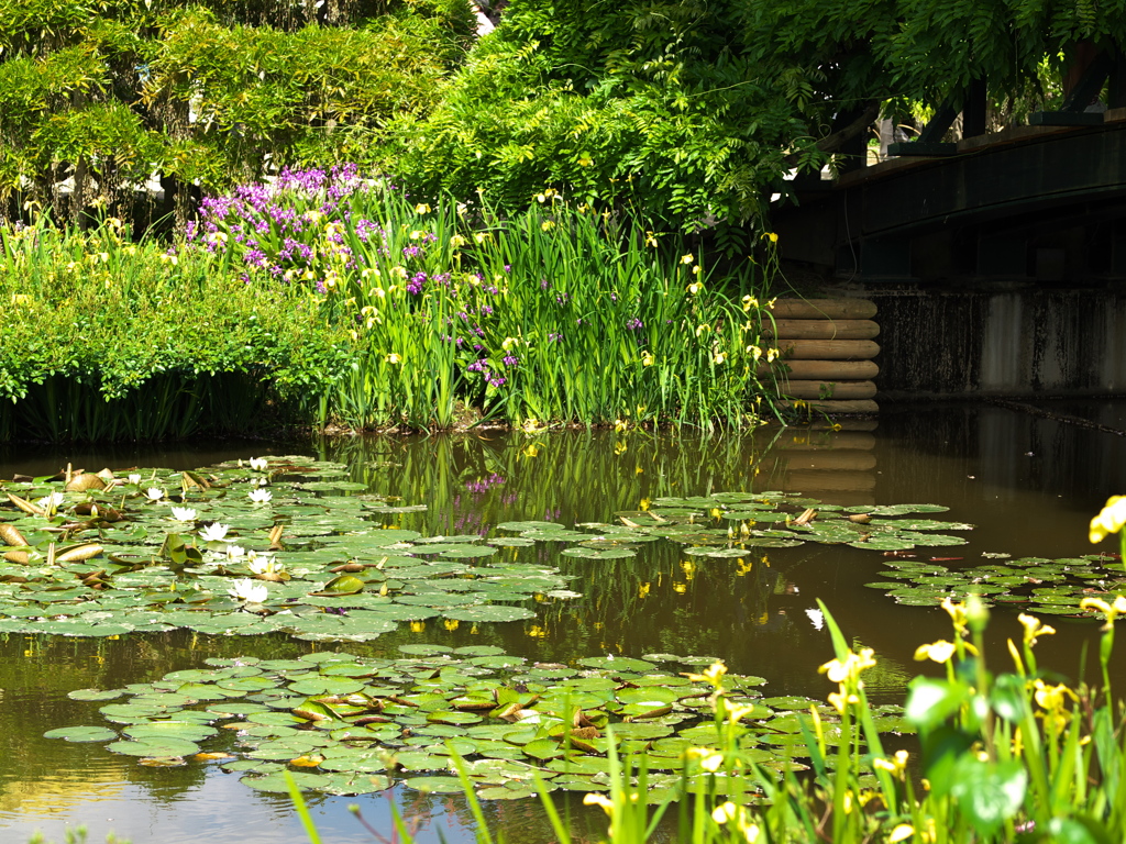 ある春の日のフラワーパーク♪１