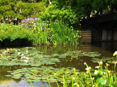 ある春の日のフラワーパーク♪１