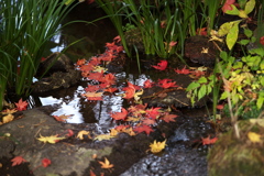 紅葉日光・田母沢御用邸記念公園♪7