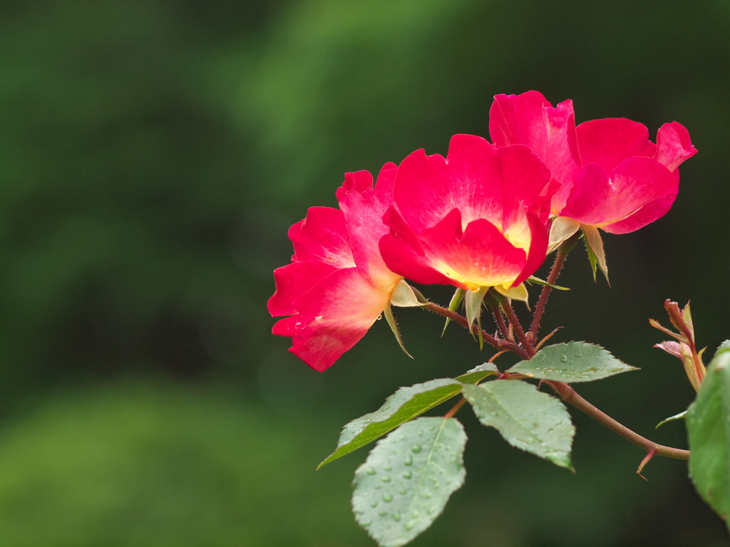 井頭公園の薔薇♪７