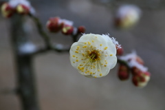 梅に雪♪3