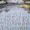 鶴宇田川の鯉のぼり♪1