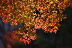 紅葉・日光の秋♪2