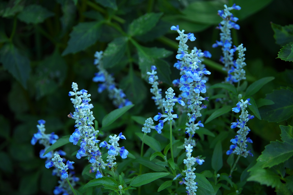 公園の花たち♪1