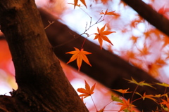 晩秋の唐沢山♪６