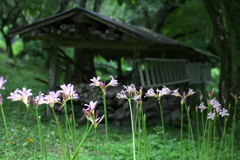 星野の森♪1